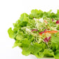 3000 BUTTERCRUNCH LEAF LETTUCE Lactuca Sativa Vegetable Seeds