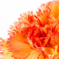 50 ORANGE CARNATION Dianthus Caryophyllus Chabaud Double Flower Seeds