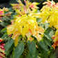 50 AURORA YELLOW AMARANTHUS Tricolor Josephs Coat Flower Seeds