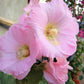25 PALE PINK HOLLYHOCK Light Alcea Rosea Flower Seeds Perennial