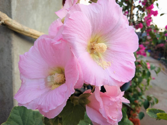 25 PALE PINK HOLLYHOCK Light Alcea Rosea Flower Seeds Perennial