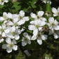 100 BLACKBERRY Fruit Bush Rubus Allegheniensis Seeds