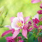 100 MIXED EUROPEAN COLUMBINE Aquilegia Flower Seeds