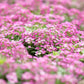 1000 Pink ALYSSUM ROSIE O DAY Lobularia Maritima Flower Seeds