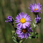 100 PURPLE Smooth Violet PRAIRIE ASTER Aster Tanacetifolia Tahoka Daisy Flower Seeds