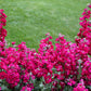 50 Rose PINK STOCK Matthiola Incana Ten-Week Gillyflower Seeds