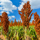 50 DELLA SORGHUM Bicolor Syrup Flour Grain Vegetable Seeds