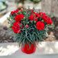 50 SCARLET RED CARNATION Dianthus Caryophyllus Grenadin Double Flower Seeds