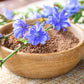1000 CHICORY (Blue Daisy / Blue Sailors / Coffeeweed / Succory) Cichorium Intybus Flower Herb Seeds