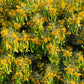 50 Yellow FEATHERY Silver CASSIA Green Senna Artemisioides Seeds