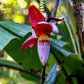 5 PLANTAIN BANANA Musa Balbisiana Hardy Red Flowering Sweet Wild Fruit Tree Seeds