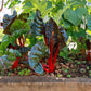 300 RHUBARB RED SWISS CHARD Perpetual Spinach Beta Vulgaris Vegetable Seeds