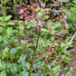 150 FAME FLOWER Jewels of Opar Talinum Paniculatum Portulaca Patens Fameflower Vegetable Leaf Seeds