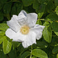 10 WHITE JAPANESE ROSE Rosa Rugosa Alba Bush Rugosa Rose Flower Seeds