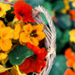 50 Mixed Colors DWARF JEWEL NASTURTIUM Tropaeolum Minus Flower Seeds