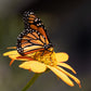 25 YELLOW Torch MEXICAN SUNFLOWER Tithonia Speciosa Flower Seeds