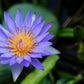 10 BLUE WATER LILY / Lily Pad / Asian Water Lotus / Sacred Egyptian Lotus Nymphaea Caerulea Flower Seeds