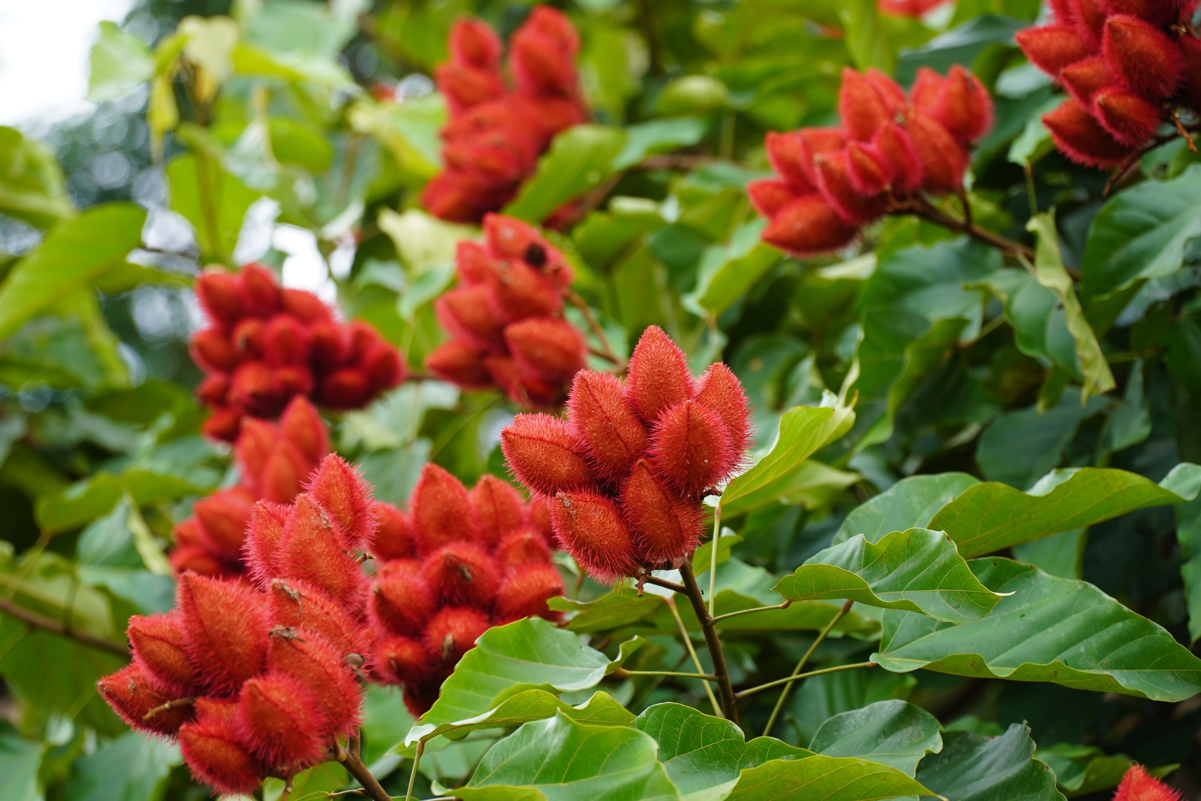 100 ANNATTO TREE Lipstick Plant Bixa Orellana Seeds – Orchid Stuff Plus