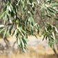 10 CANINO OLIVE TREE Olea Europaea Canino Edible European Common Green Black Fruit Seed