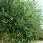 10 CANINO OLIVE TREE Olea Europaea Canino Edible European Common Green Black Fruit Seed
