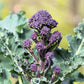 200 PURPLE SPROUTING BROCCOLI Brassica Oleracea Vegetable Seeds