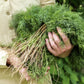 1000 LONG ISLAND Mammoth DILL Anethum Graveolens Herb Flower Seeds