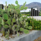 10 Yellow PRICKLY PEAR CACTUS Nopal Opuntia Ficus-Indica Flower Purple Fruit Seeds