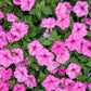 100 PINK PETUNIA Hybrida Pollinator Garden Container Flower Seeds