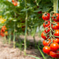 300 LARGE Red CHERRY TOMATO Lycopersicon Lycopersicum Fruit Vegetable Seeds