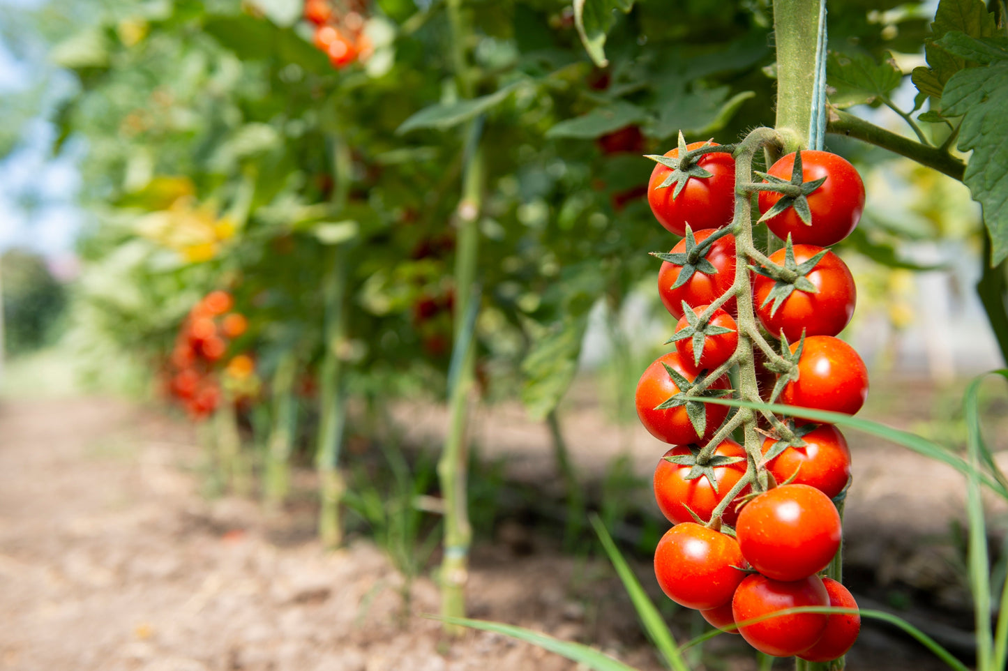 300 LARGE Red CHERRY TOMATO Lycopersicon Lycopersicum Fruit Vegetable Seeds