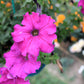 200 Pink LAURA BUSH PETUNIA Violacea Integrifolia Perennial Frilled Trumpet Flower Seeds