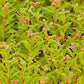 500 Virginia DITCH STONECROP SEDUM Penthorum Sedoides Star Fruit Flower Seeds