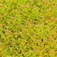 500 Virginia DITCH STONECROP SEDUM Penthorum Sedoides Star Fruit Flower Seeds