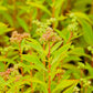 500 Virginia DITCH STONECROP SEDUM Penthorum Sedoides Star Fruit Flower Seeds