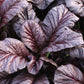 1500 RED GIANT MUSTARD Ornamental Japanese Greens Herb Vegetable Brassica Seeds