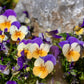 250 JOHNNY JUMP UP Helen Mount Violet Viola Tricolor Flower Seeds