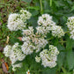 200 TALL WHITE BONESET (Thoroughwort) Eupatorium Perfoliatum Flower Seeds