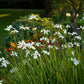 25 WHITE AFRICAN IRIS Fortnight Lily Dietes Iridioides Vegeta aka Cape or Butterfly Iris Yellow Purple Flower Seeds