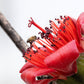 10 RED SILK COTTON Tree Bombax Ceiba Kapok Tropical Flower Seeds