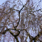 50 SILVER WEEPING BIRCH Tree White European Betula Pendula Alba Seeds