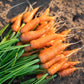 1500 LITTLE FINGERS CARROT Daucus Carota Vegetable Seeds
