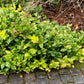 40 SALAL BERRY Gaultheria Shallon Pink White Flowers Blue Fruit Shrub Seeds