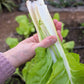250 BARESE SWISS CHARD White Rib Perpetual Spinach Beta Vulgaris Vegetable Seeds
