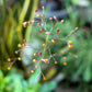 150 FAME FLOWER Jewels of Opar Talinum Paniculatum Portulaca Patens Fameflower Vegetable Leaf Seeds