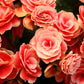 10 SALMON DOUBLE BEGONIA Tuberosa Tuberous Begonia Pink Shade Flower Seeds
