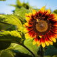 25 INDIAN BLANKET SUNFLOWER Helianthus Annuus Mixed Colors Flower Seeds