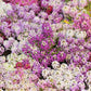500 Sweet ALYSSUM PASTEL CARPET Mix Lobularia Maritima Flower Seeds