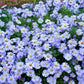 250 SKY BLUE ASTER Azure Aster Azureus Flower Seeds