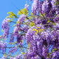5 BLUE CHINESE WISTERIA Sinensis Ornamental Vine Climber Blue Violet Purple Flower Seeds