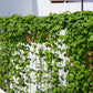 2 GAC FRUIT Gac Melon Vine Momordica Cochinchinensis Seeds